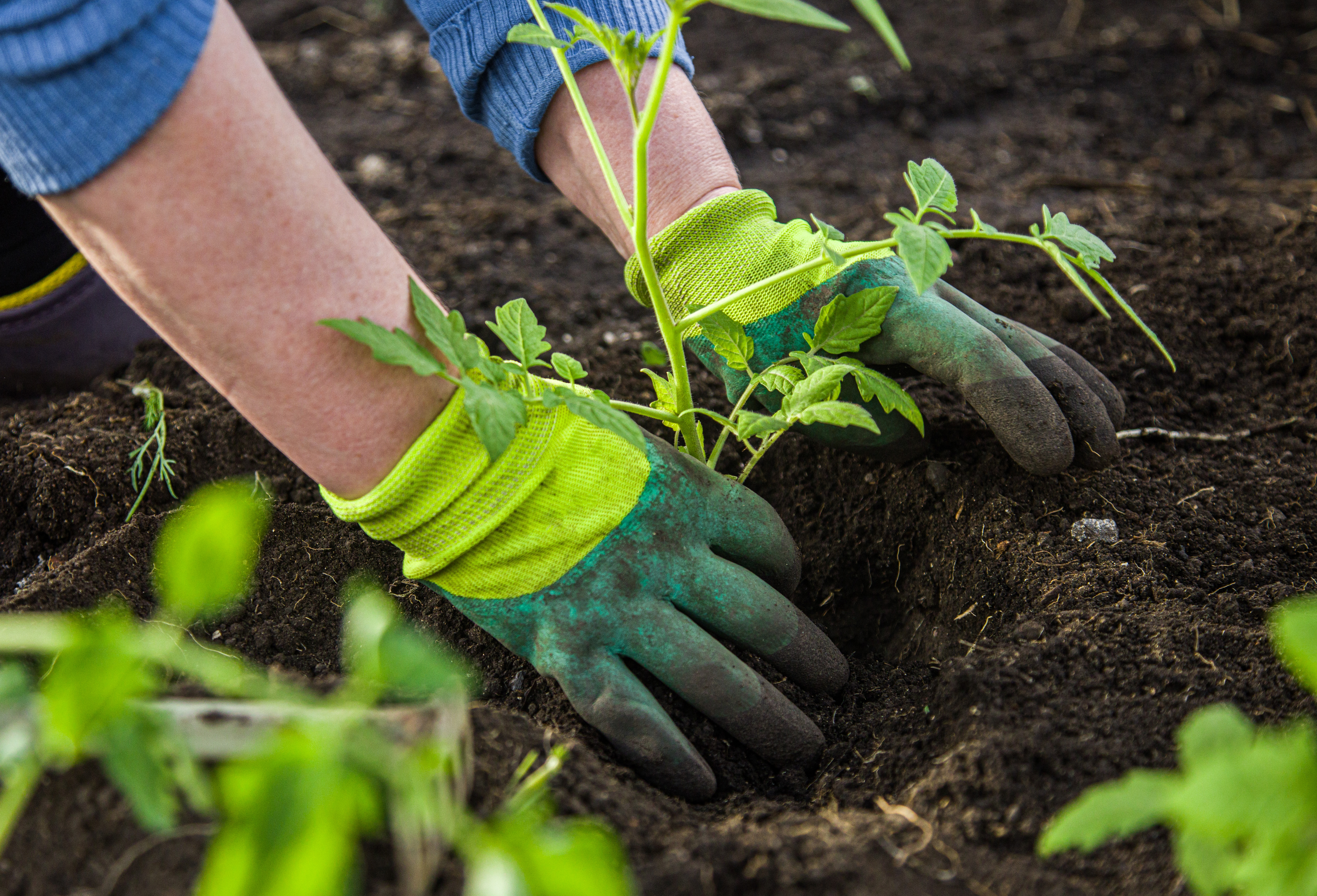 Use it in your garden or allotment (or offer it to friends) - wool rich carpet can help keep weeds at bay and content can also help soil fertility